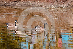 Two geese swimming in the water at the Frederik Meijer Gardens