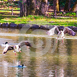 Two geese taking off photo