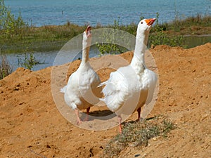 Two geese about to attack the photographer