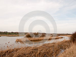 reed banks side of river stream water nature background