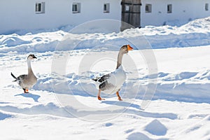 Two geese walking in the snow