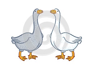 Two geese white and gray, cartoon funny goose isolated on white background, goose domestic nature character, poultry