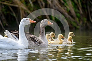 Two geeses with gosling on the shore river in the springtime