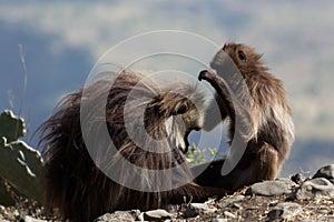 Two gelada baboons Theropithecus gelada in Debre Libanos