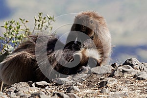 Two gelada baboons Theropithecus gelada in Debre Libanos