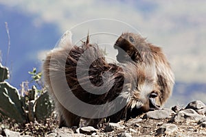 Two gelada baboons Theropithecus gelada in Debre Libanos