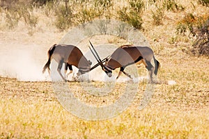 Two Gemsbok antelope males fighting