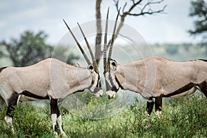 Two Gemsbok fighting in the grass.