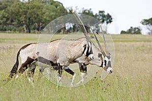 Two Gemsbok (Oryx) Walking through grassland