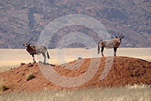 Two Gemsbuck antelope in Namib desert