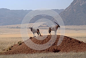 Two Gemsbuck antelope in Namib desert