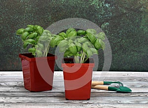 Two Genovese Basil Plants on a wooden table photo