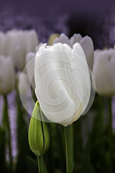 Two gentle white tulip flowers leaning on each other