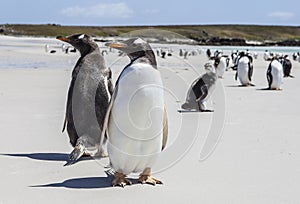 Two Gento Penguins close-up in the Falkland Islands-3