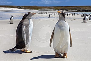 Two Gento Penguins close-up in the Falkland Islands-4