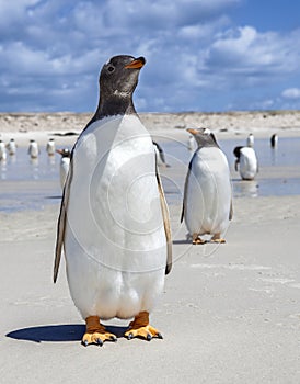 Two Gento Penguins one in front one in back in the Falkland Islands