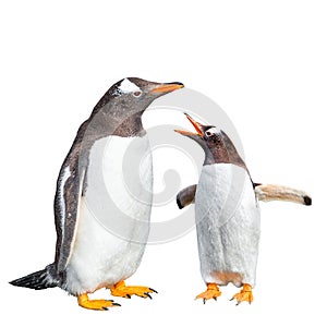 Two Gentoo penguins arguing isolated at black background, Beagle Channel in Patagonia near Ushuaia, Argentina, closeup, details