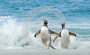 Two Gentoo penguins coming ashore from Atlantic ocean