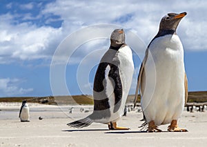 Two Gentoo Penguins at Falklands Islands