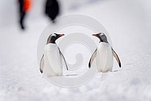 Two gentoo penguins on snow by people