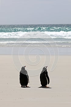 Two Gentoo penguins are standing on the beach in The Neck on Saunders Island, Falkland Islands