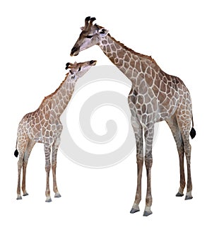 Two geometric giraffes, isolated on white background