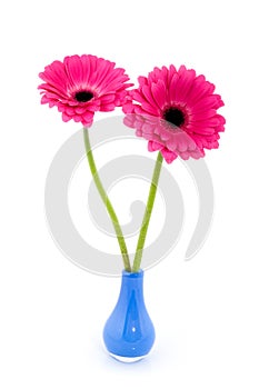 Two gerber in blue vase
