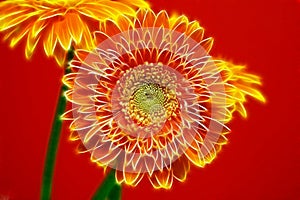 Two Gerbera Daisies