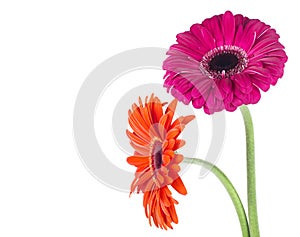 Two gerbera daisy flowers isolated on white background. Bouquet of two beautiful gerbera flowers