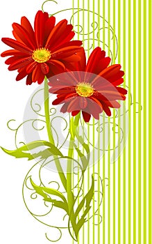 Two gerbera flower background