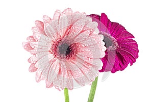 Two gerbera flowers with water drops isolated on white background. Flowers in morning dew