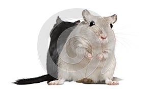 Two Gerbils, 2 years old