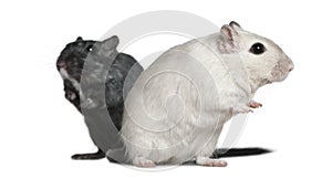 Two Gerbils, 2 years old
