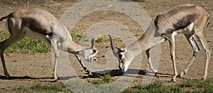 Two Gerenuk Gazelles Fighting