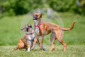 Two German Boxer Dogs playing in a field.