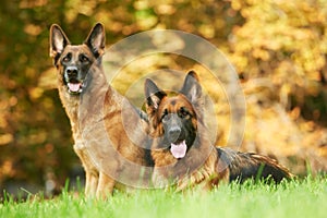 Two German Shepherd Dog