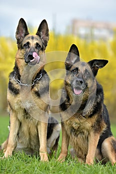 two German shepherd dogs