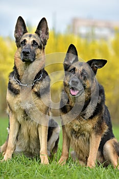 two German shepherd dogs