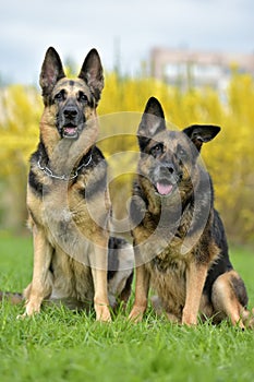 two German shepherd dogs