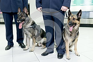 Two German shepherd dogs sittings near customs officers inside airoport on rulling band luggage background.