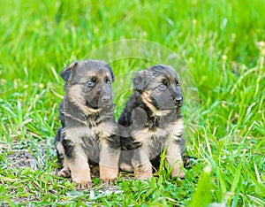 Two german shepherd puppies on green grass