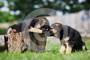 Two german shepherd puppies having fun