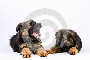 Two german shepherd puppy posing on a white background