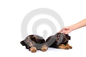 Two german shepherd puppy on a white background