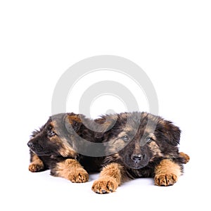 Two german shepherd puppy on a white background