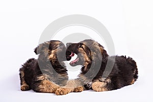 Two german shepherd puppy on a white background