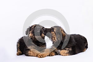 Two german shepherd puppy on a white background