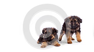 Two german shepherd puppy on a white background