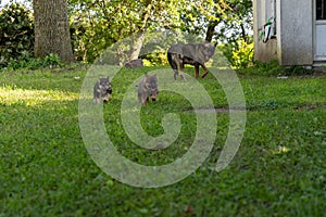 Two German Shepherd type a dog puppies running away from their mother