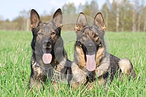 Two German shepherds